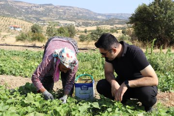 Manisa Selendi Kaymakamı Mustafa İlker Kara, Çinan Mahallesi'ndeki Kornişon Salatalık Hasadında İşçilerle Buluştu