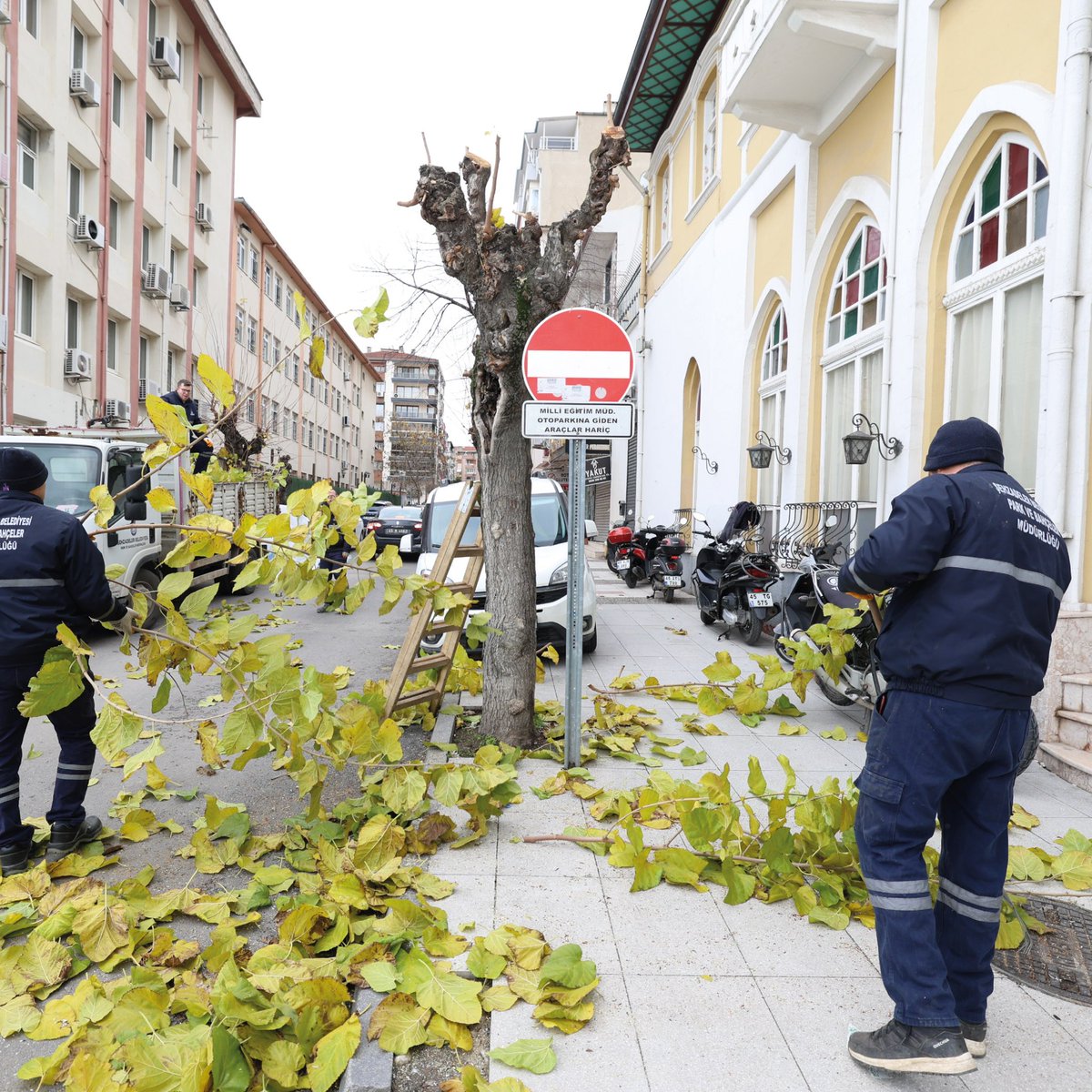 Şehzadeler Belediyesi, Çevre Düzenlemesi İçin Ağaç Budama Çalışmalarına Devam Ediyor
