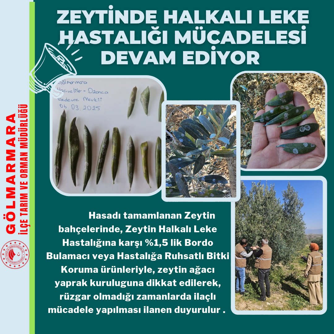 Gölmarmara'da Zeytin Hasadı Sonrası Hastalık ve Haşere Mücadelesi